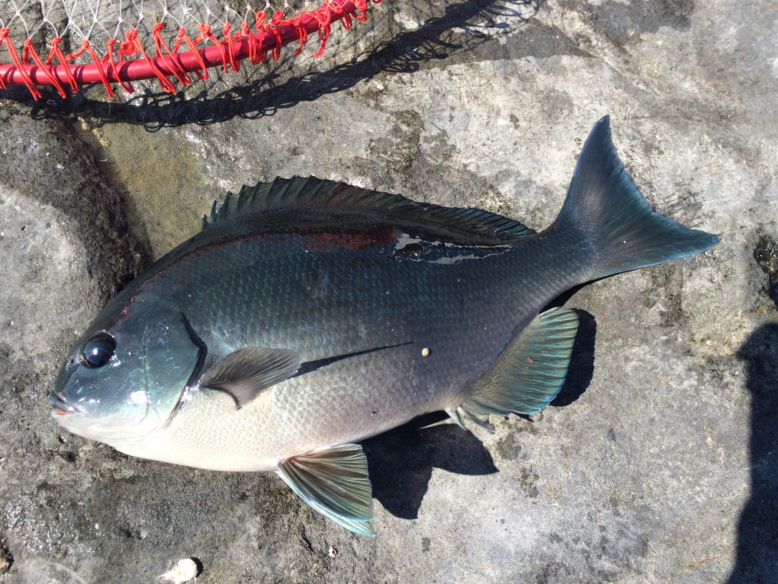 グレ（メジナ）は視力が発達している魚が、実際どの程度のレベルか？　フカセ釣り入門。釣太郎