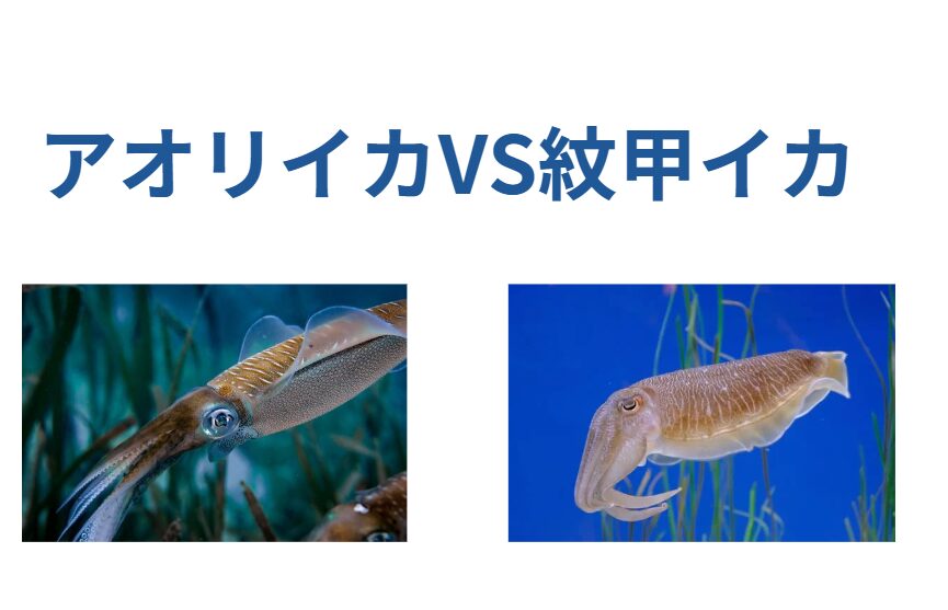 アオリイカとモンゴウイカ。生態の違い説明。釣太郎