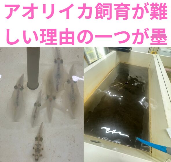 貴重なアオリイカの遊泳シーンが見れます。2024年12月6日現在、釣太郎みなべ店で泳いでいます。