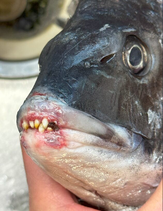 黒鯛(チヌ)の写真。これについて釣り人に対して解説します。釣太郎