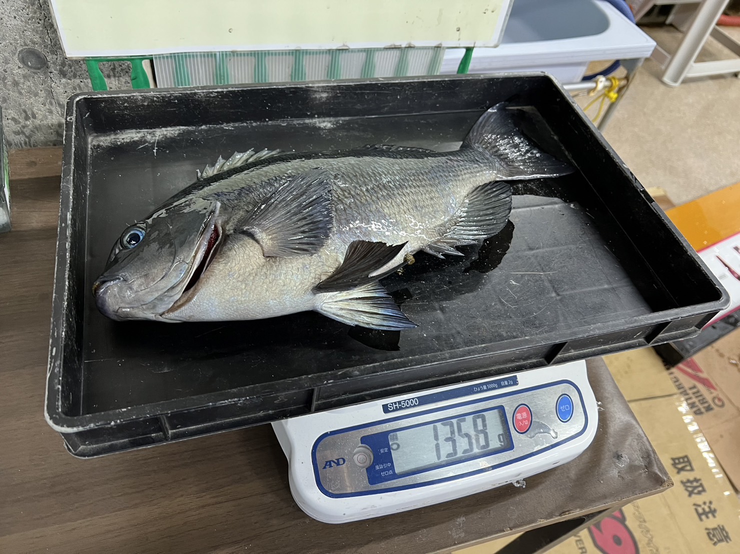 グレ（メジナ）は性転換する魚って、ご存じですか？フカセ釣り入門。釣太郎