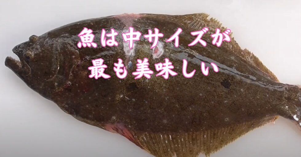 魚は大きくなりすぎると大味、小さいと脂がのらない。中型が最も美味しい理由説明。釣太郎