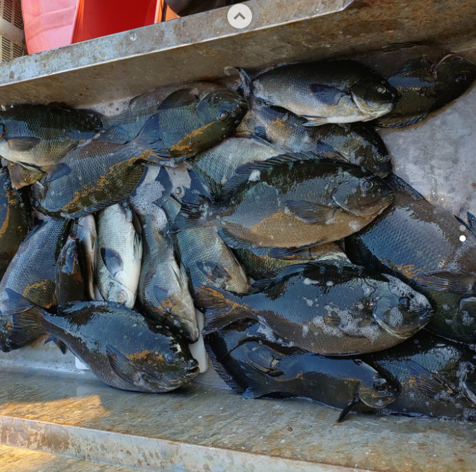 和歌山県の串本町のグレの釣りやすさと、同みなべ町周りの釣れやすさって違う？釣太郎