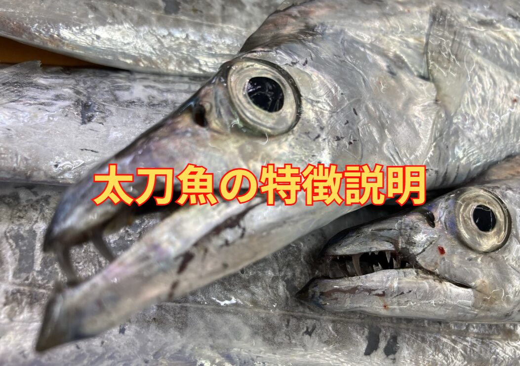 タチウオ（太刀魚）の特徴と生態、成長速度のご説明。釣太郎