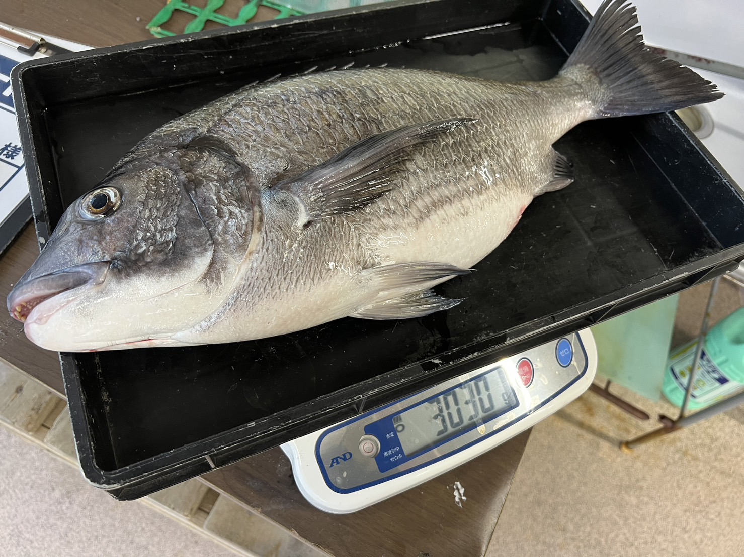 チヌ釣り、大阪輪湾に比べ和歌山南紀は大型が多く、年なしチヌも珍しくない。この理由は？釣太郎