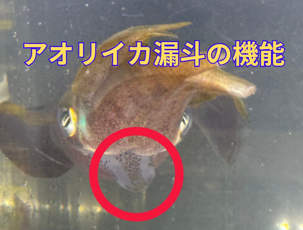 アオリイカの漏斗の機能説明。釣太郎