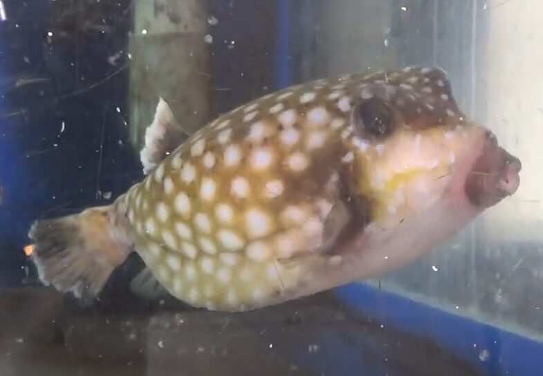 五島列島では名物となっているハコフグ料理。これもさばくにはフグ免許が必要。釣太郎