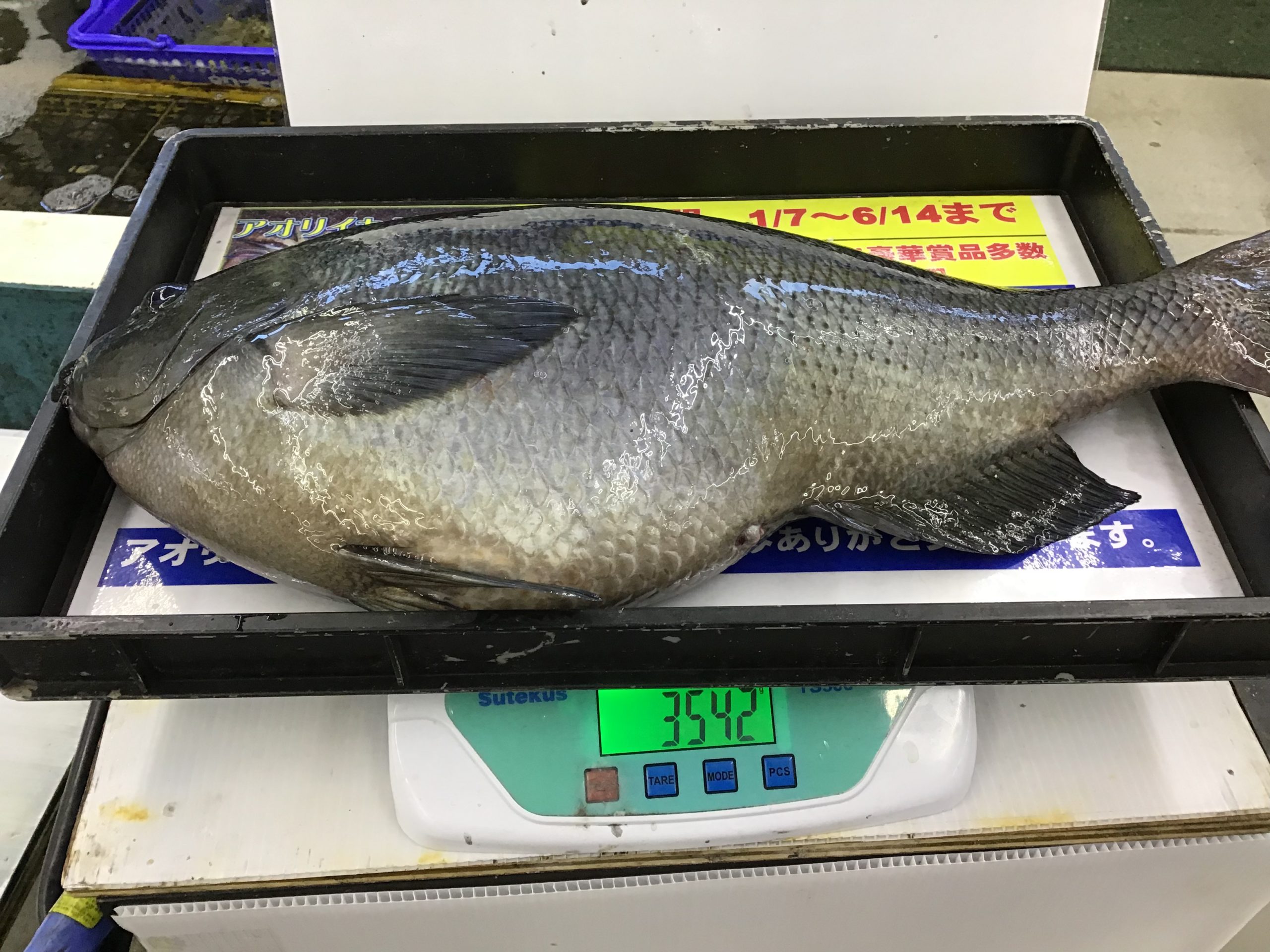 55.6㎝、3542ｇのグレ（メジナ）は立派なメタボ。釣太郎持ち込み釣果。釣太郎