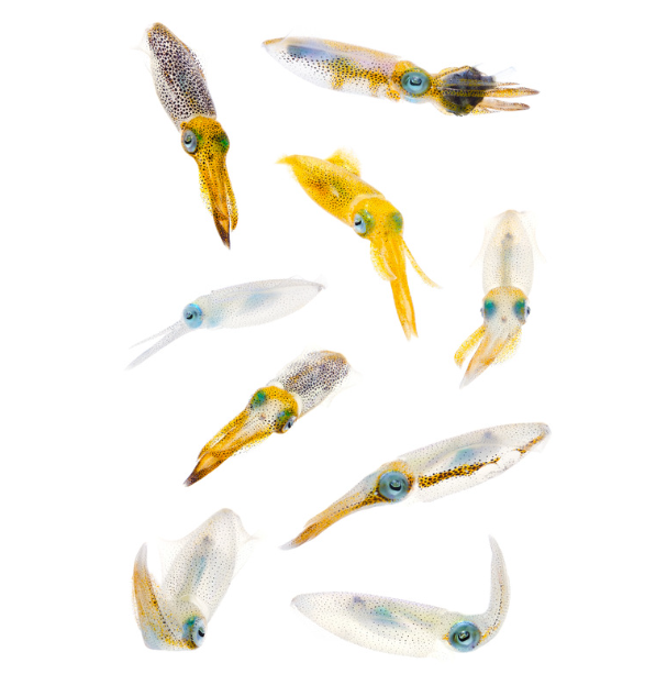 アオリイカは群れで行動するが、会話はしない？　釣太郎