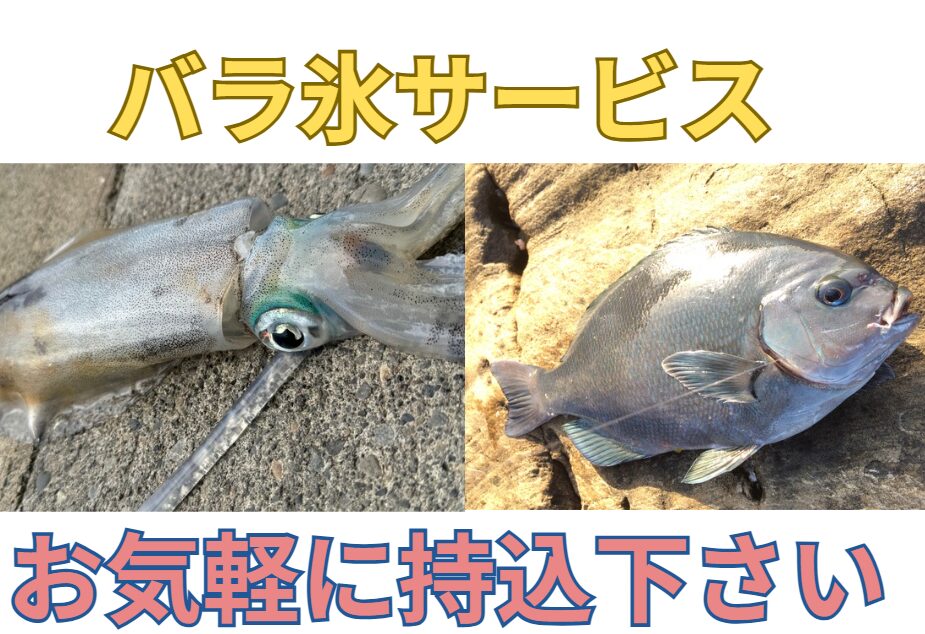 釣果お気軽に持込下さい。釣太郎ブログに掲載しませんか？バラ氷サービス。