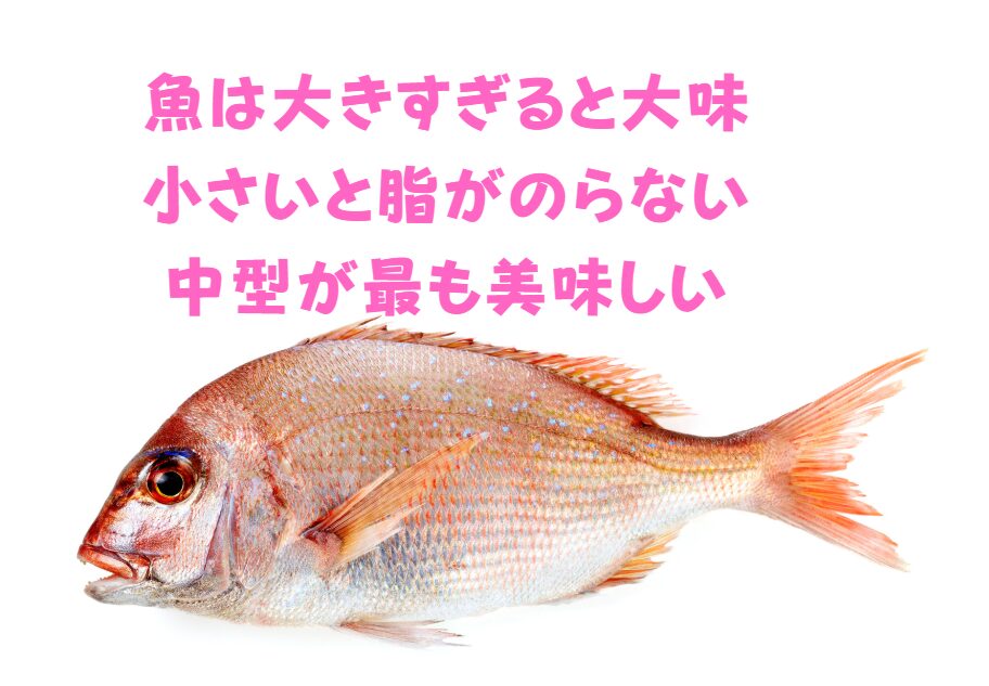 魚にはそれぞれ適性のサイズがある。小さすぎると脂がのらず、大きすぎると大味になる。中くらいが最も美味しい。この理由説明。釣太郎