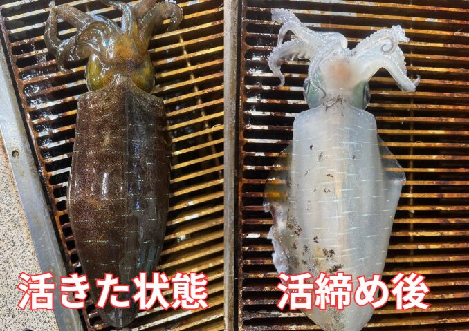 アオリイカ活締めビフォー＆アフター。釣太郎