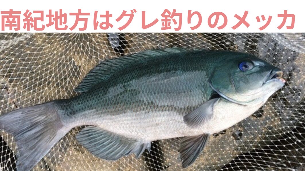 和歌山南紀地方はグレ釣りのメッカ。この理由説明。釣太郎