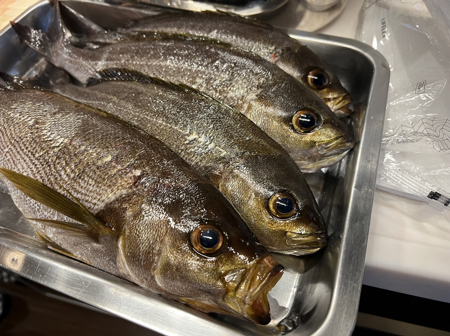 イサギ（イサキ）の骨は、喉に刺さると抜けにくい理由説明。釣太郎