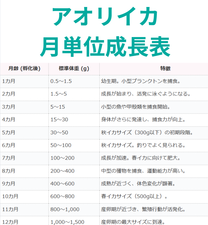 アオリイカの孵化してから1年の月単位の成長一覧表。釣太郎