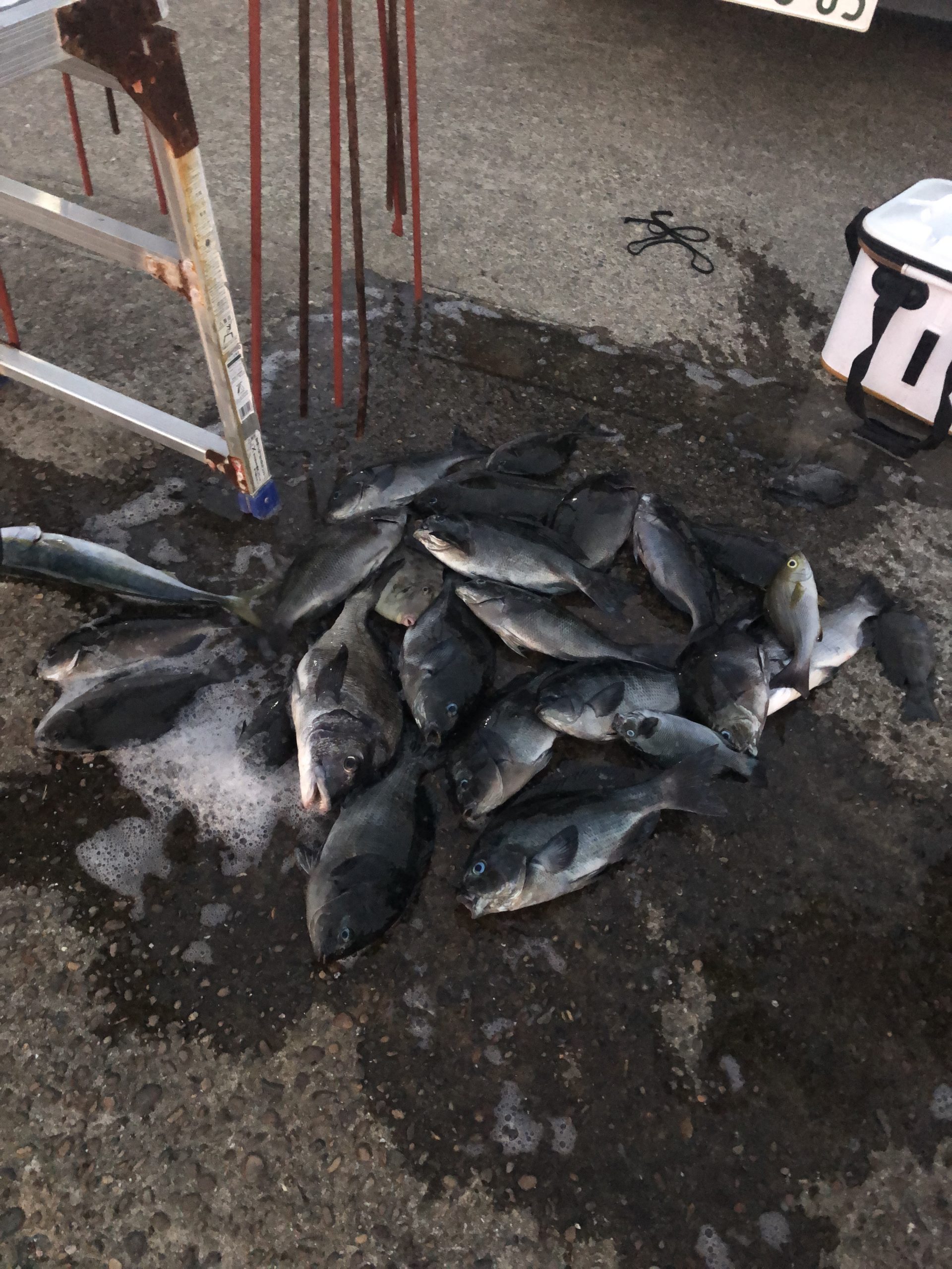 浮きグレは何のために浮いているのかよく分からない。 群れの中にはエサを食うグレも居れば、違う群れでは一切エサを食わない群れもいるので、 釣り人もよくわかっていない。釣太郎
