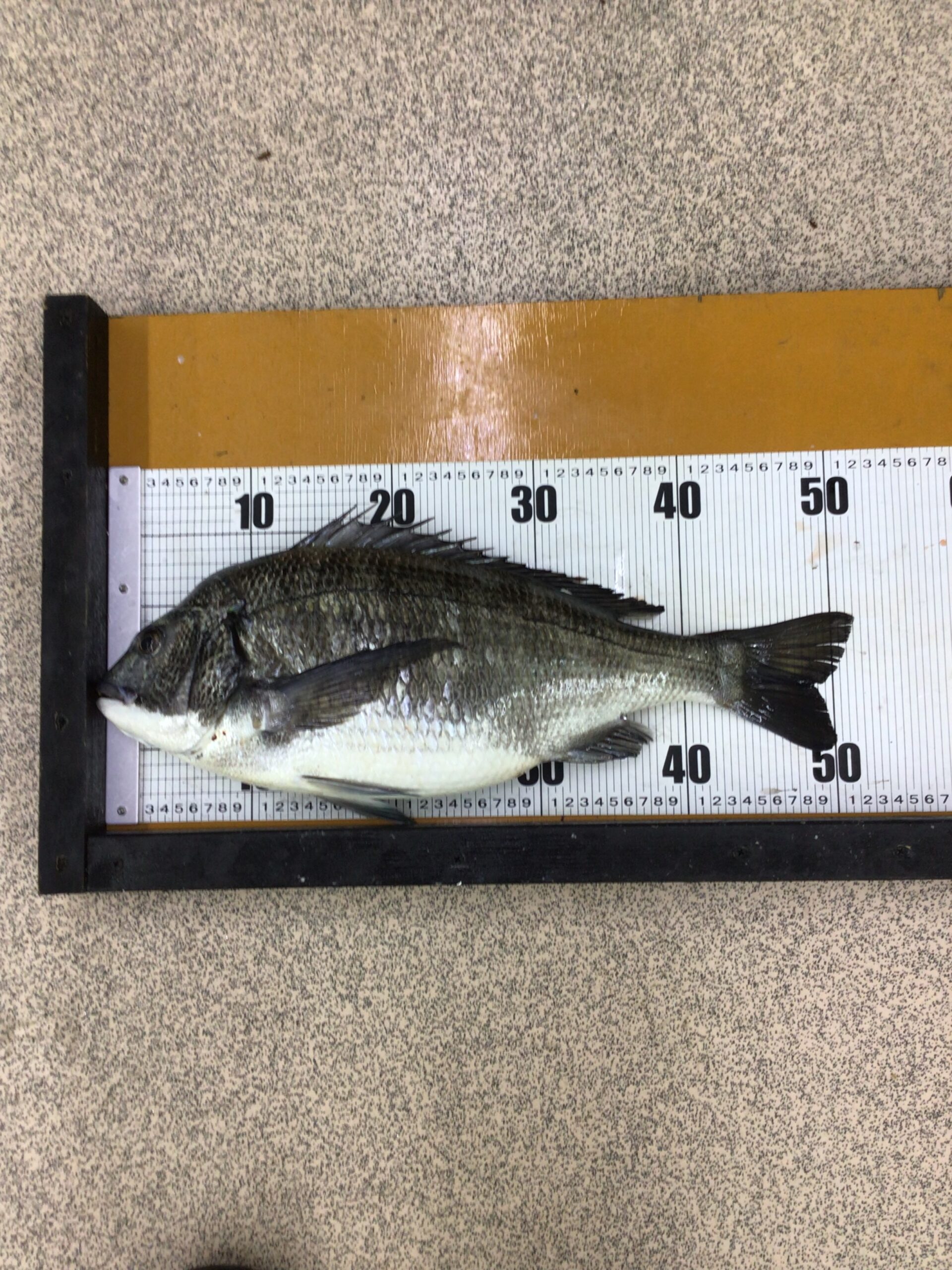 黒鯛（チヌ）は、どうして海にないサナギやコーンを捕食する理由説明。釣太郎