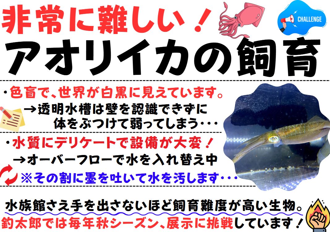 非常に難しいアオリイカの飼育。水族館でも展示しているところは数%のようです。釣太郎みなべ店で現在泳いでいます。