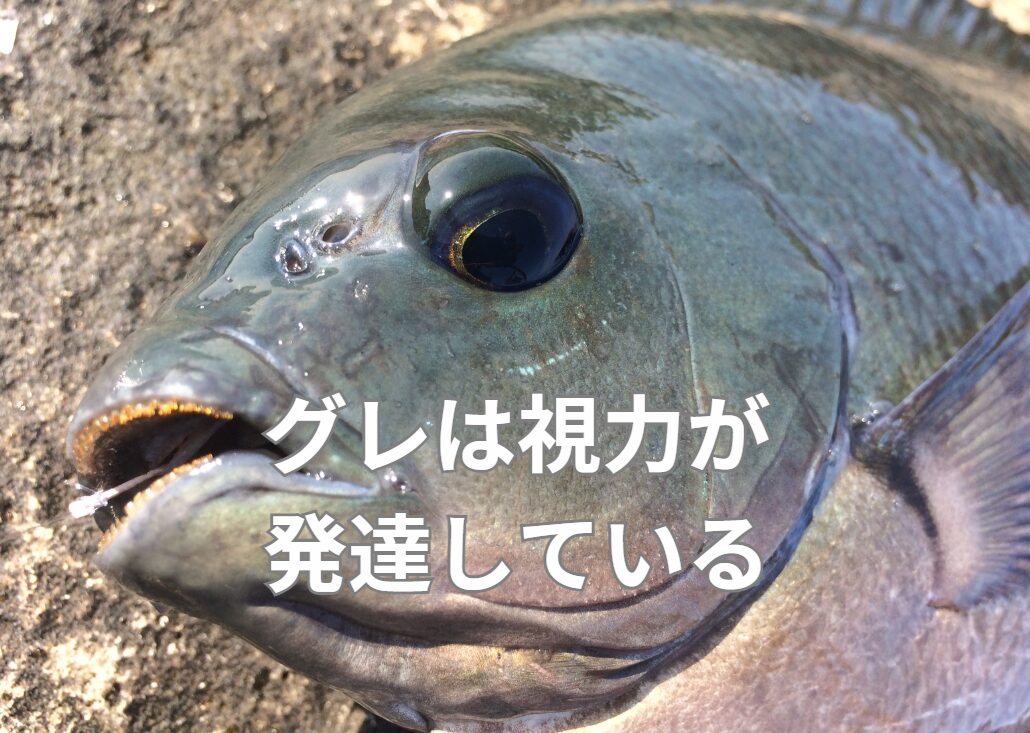 グレ（メジナ）は視力がいいと言われるが、魚類では、どの程度か？フカセ釣り入門。釣太郎