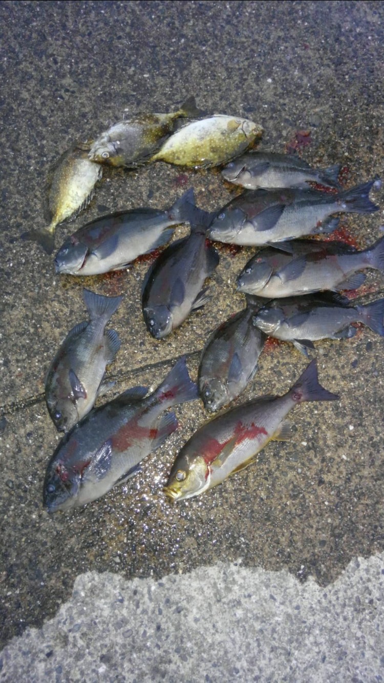 フカセ釣りで「仕掛けが馴染む」とはどういうことか？グレ釣り入門者へご説明します。釣太郎