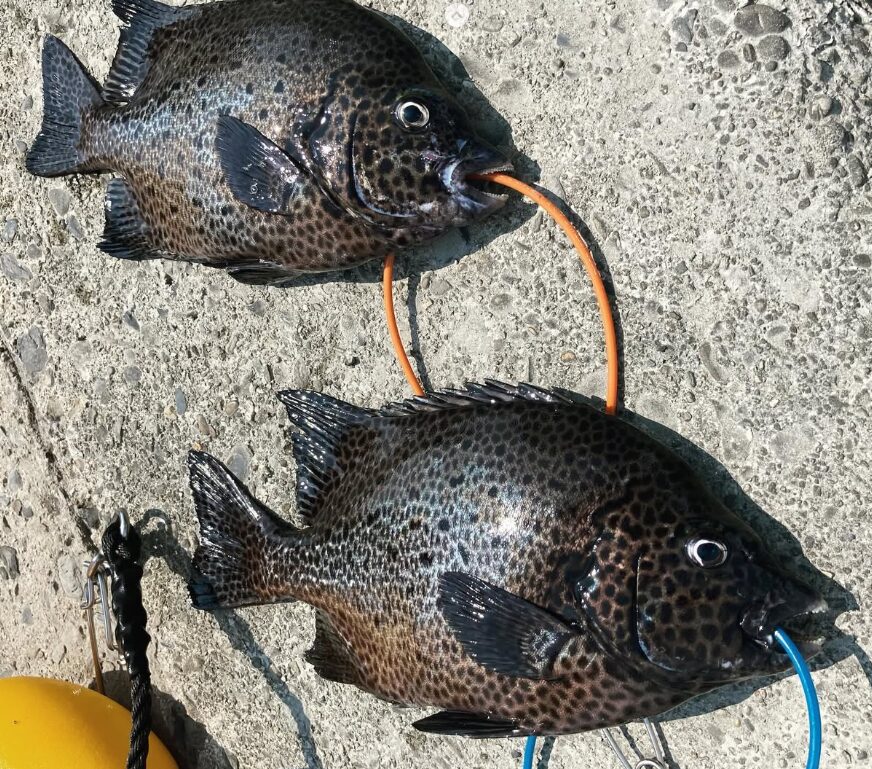 石鯛釣り師は、食べるのはイシガキダイの方が美味しいという人は多いが、この理由は？底物魚釣り入門。釣太郎