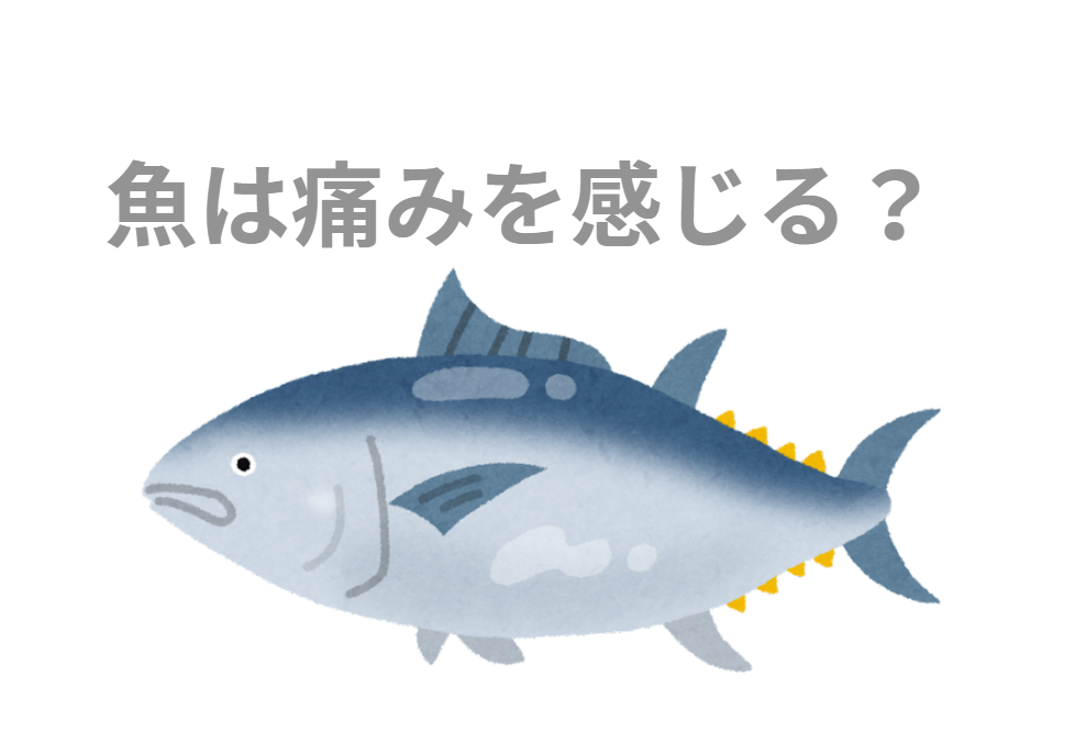 魚は口に針が刺さった瞬間、「痛い」と感じているのだろうか？釣太郎