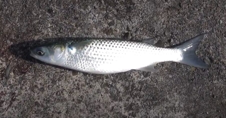 ボラは臭いが、なぜ匂う？海釣り入門。釣太郎