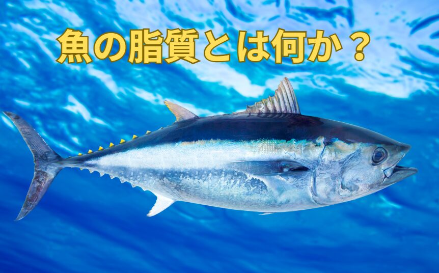 魚の脂質とは何か?どんな役割がある?釣太郎