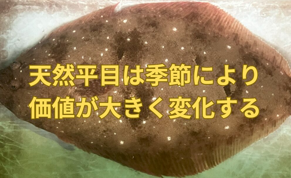 天然平目は季節により、価値が大きく変化します。冬季は旬で最高に美味ですが、春は避け、養殖の方がお勧め。釣太郎