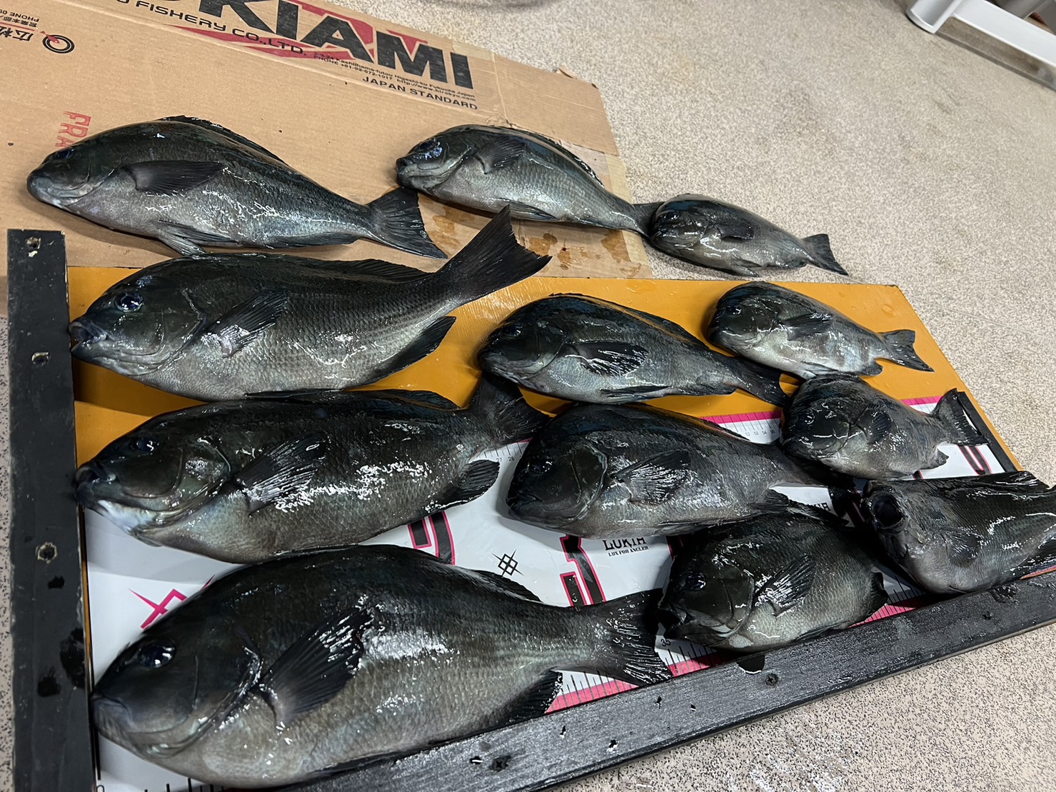 グレのフカセ釣りは、マキエサとサシエサの同調が大前提。釣太郎