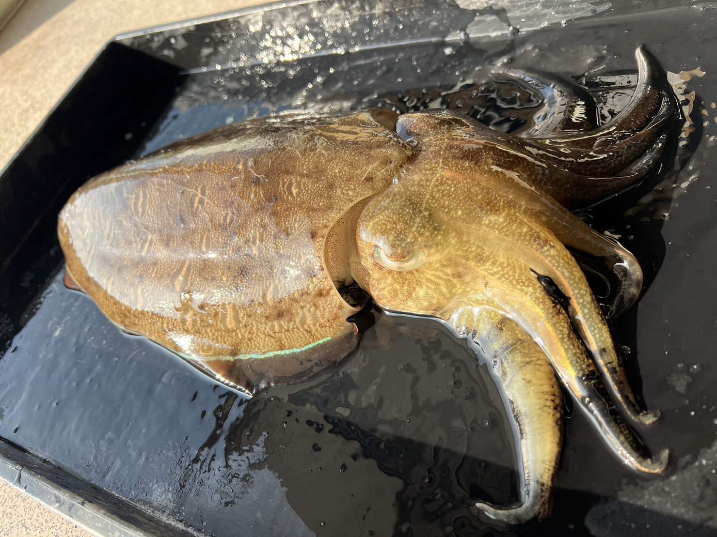 モンゴウイカはアオリイカ釣り人にとって、格下に扱われる理由説明。釣太郎