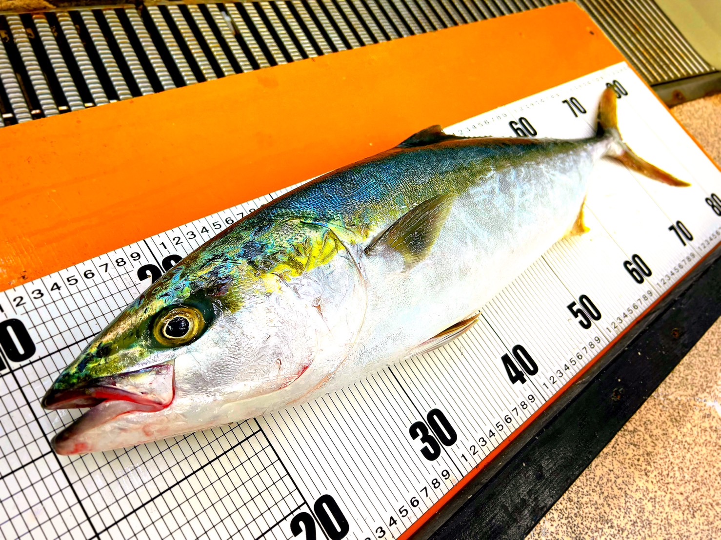 ブリの群れの規模についての解説。釣太郎