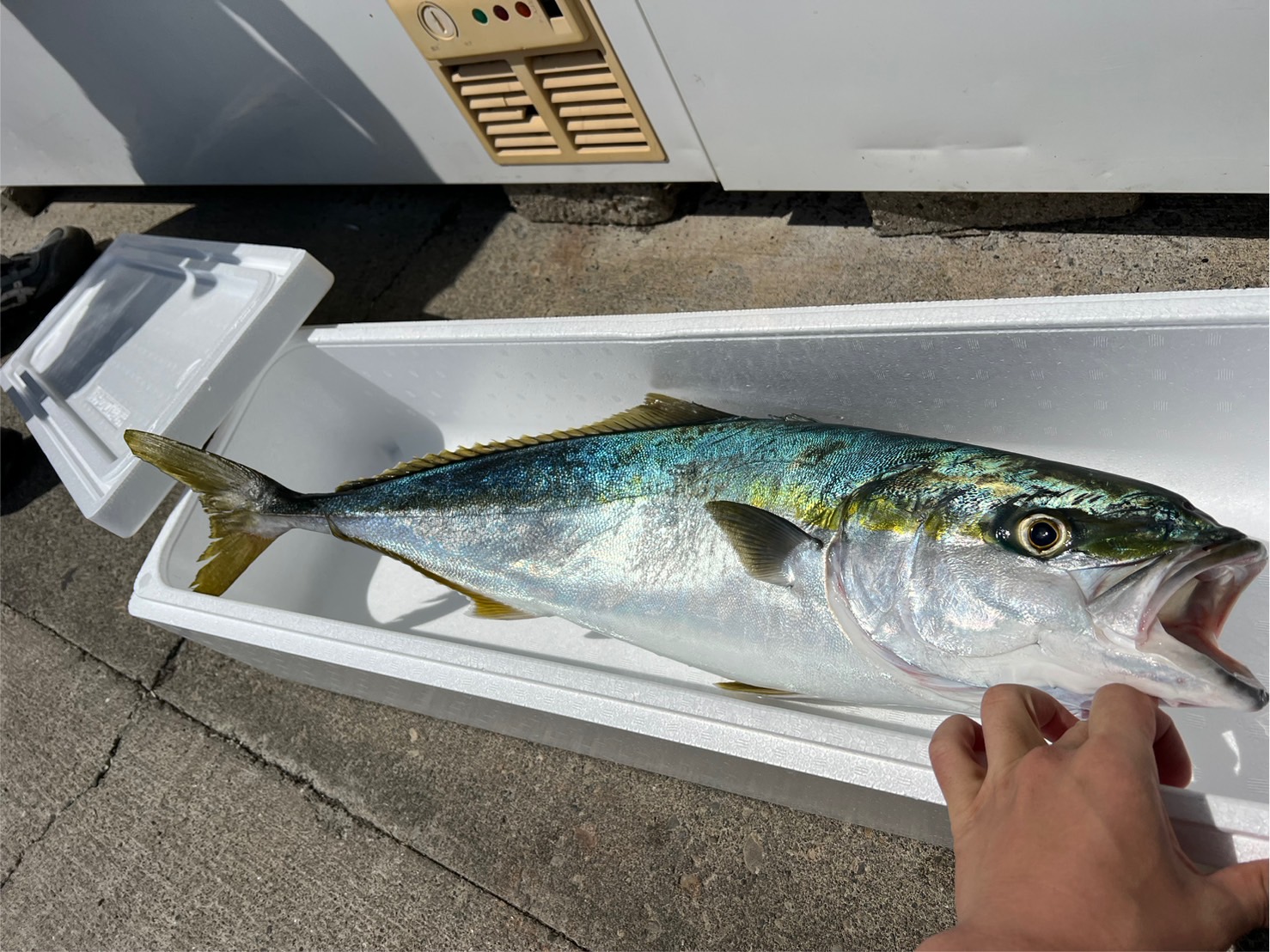 青物魚釣り、ルアーフィッシングでは色々な名称があります。釣太郎 