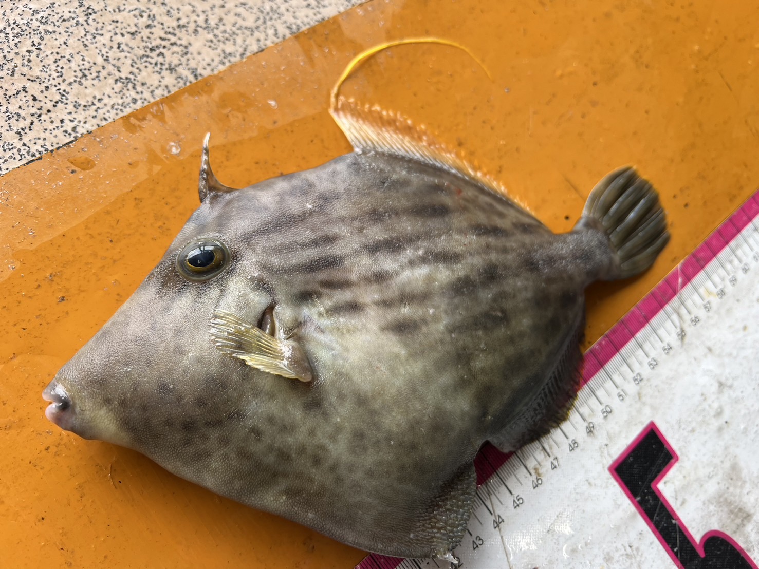 カワハギの生態特徴紹介。釣太郎