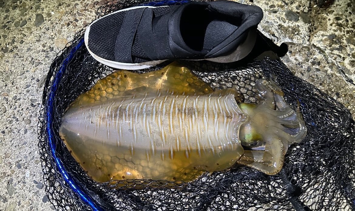 海水水温19度の和歌山南紀、アオリイカ釣りについて状況分析。釣太郎