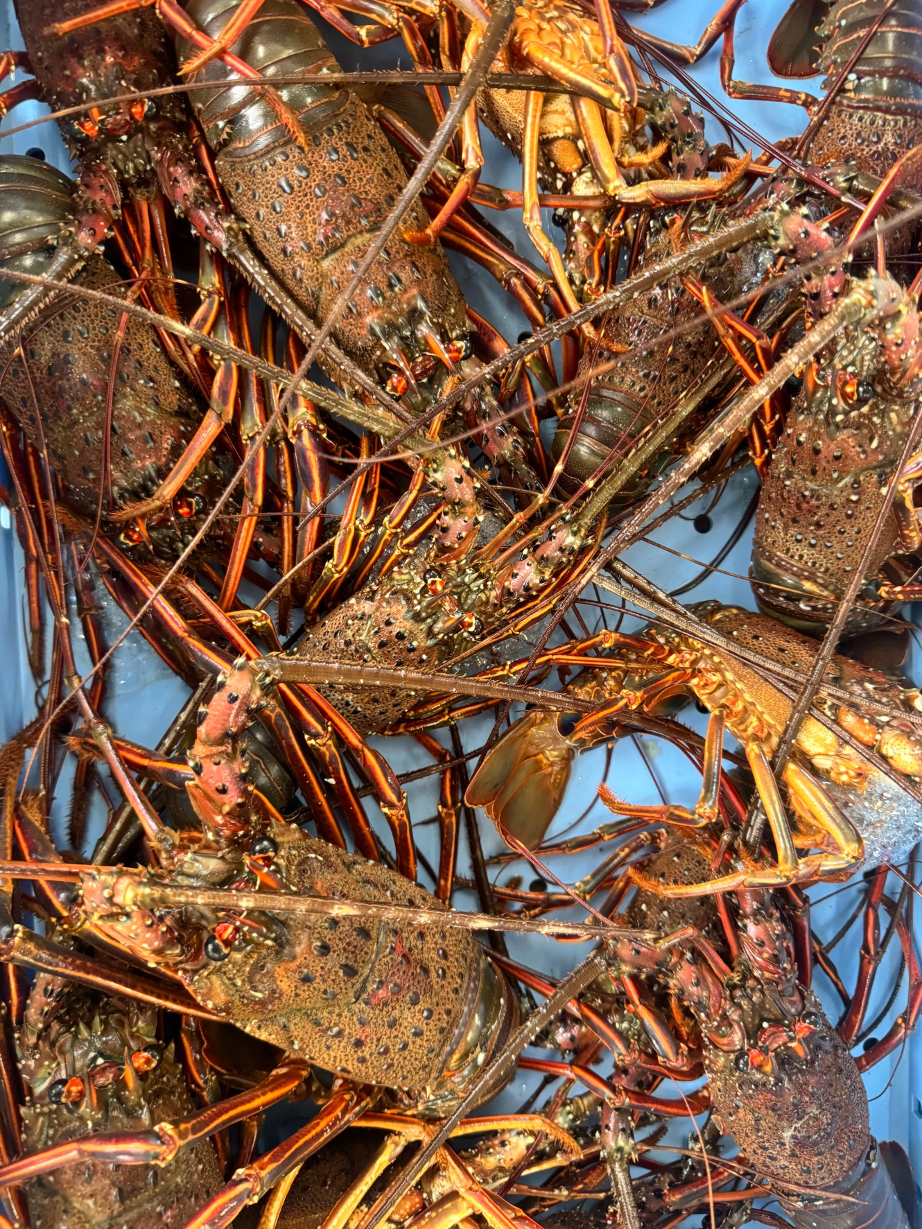 伊勢海老は冬季なら、毛布に包んでコタツに入れれば1週間は生きているが、これはどうして？釣太郎