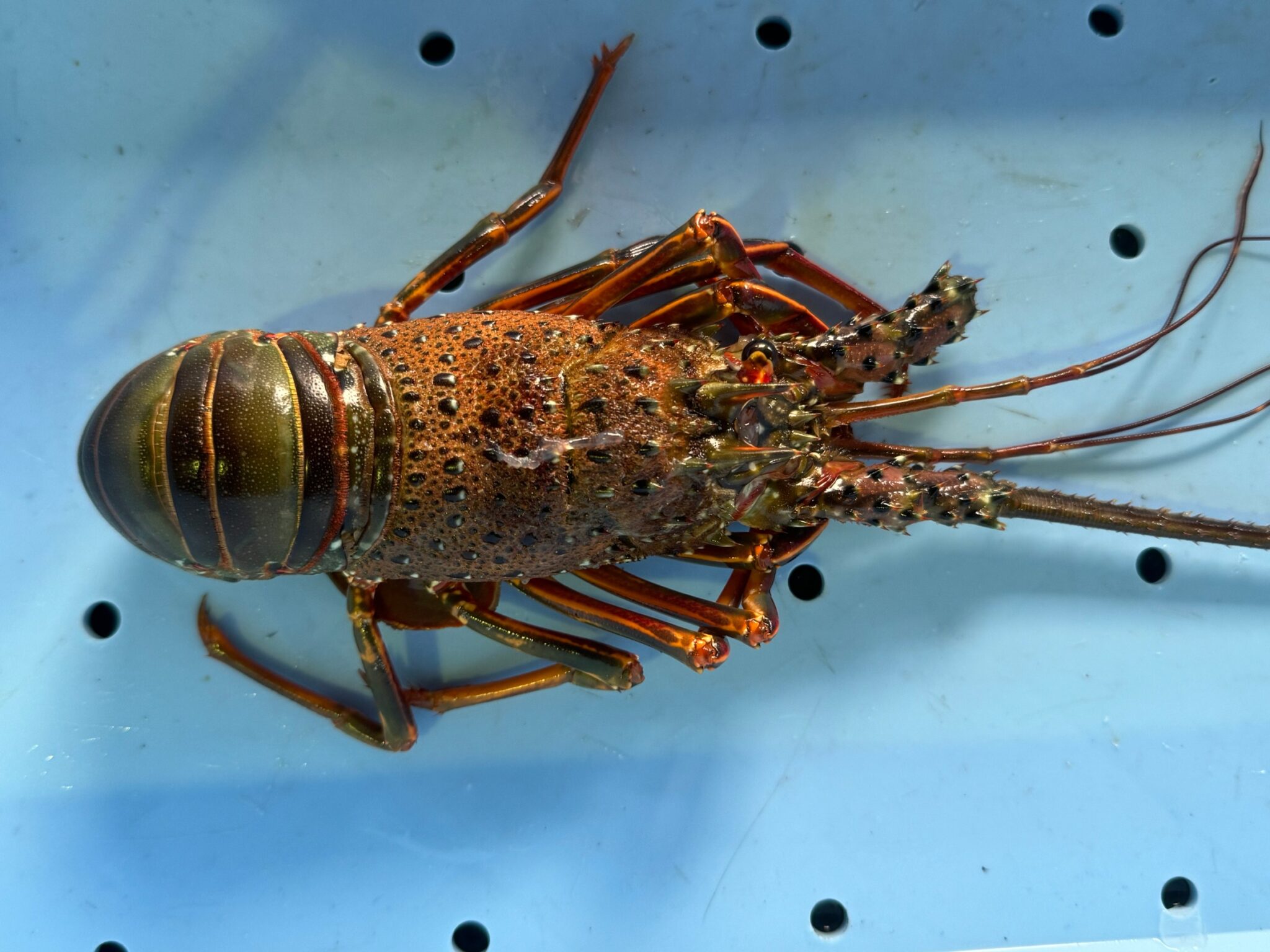 伊勢海老は海の幸の最高峰で超高級魚。味は濃厚で旨味が業種されているが、この理由は?釣太郎