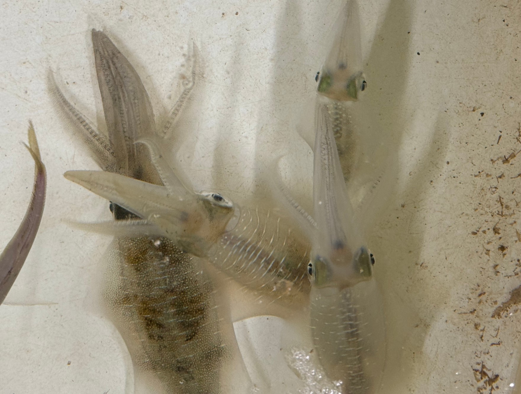 イカは他の魚と何が違う？どこが違う？釣太郎