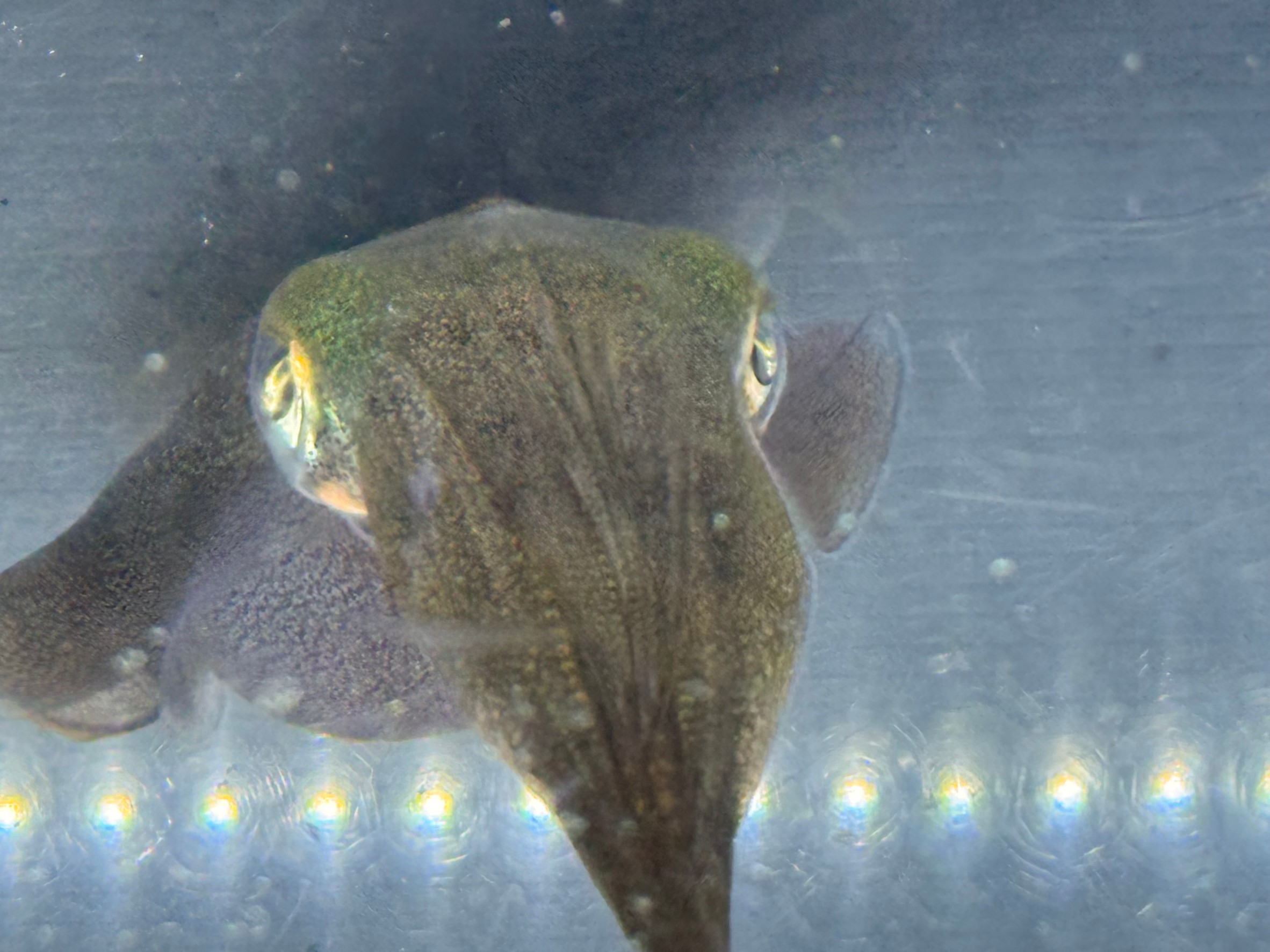 アオリイカは小さい時はプランクトン食べるが、いつごろまで？魚を食べ始める時期は？釣太郎