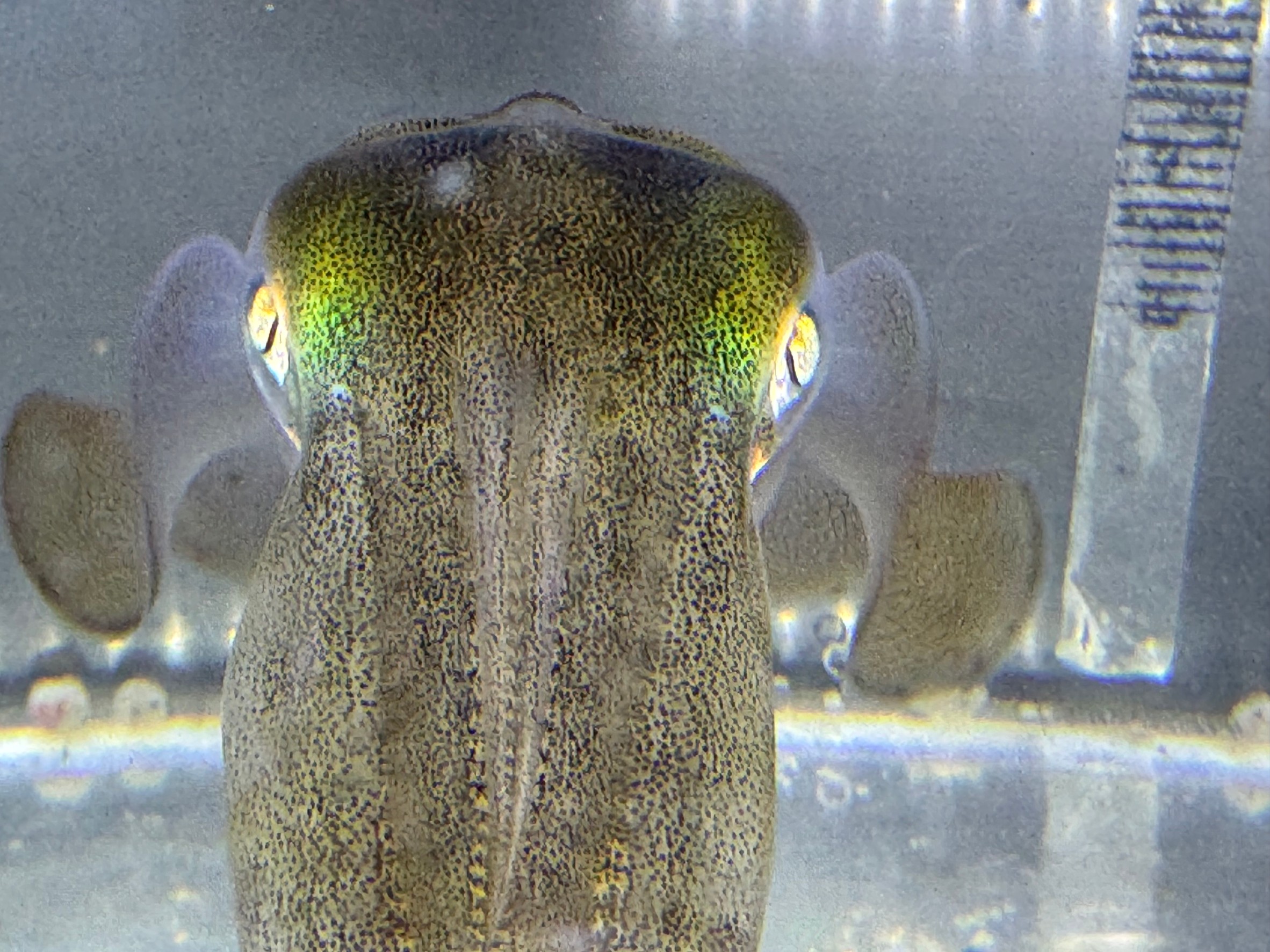 アオリイカだけではなく、イカ類は全て心臓が３つある理由説明。釣太郎