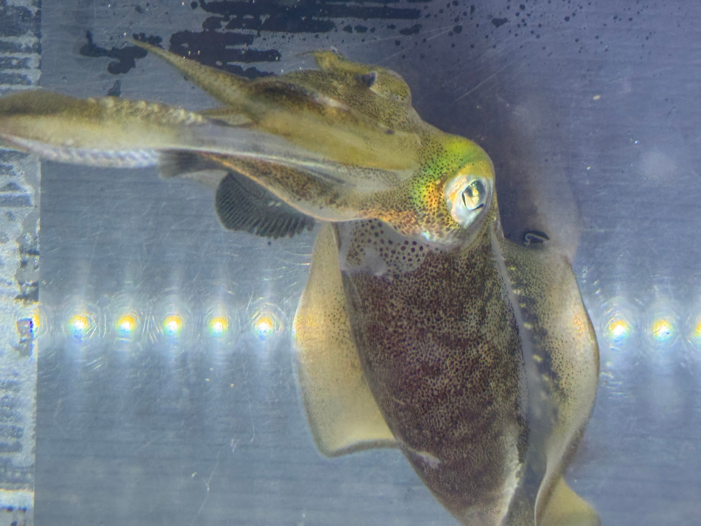 アオリイカのエンペラは常時動いているが、魚にとってはこれはヒレに当たる？釣太郎