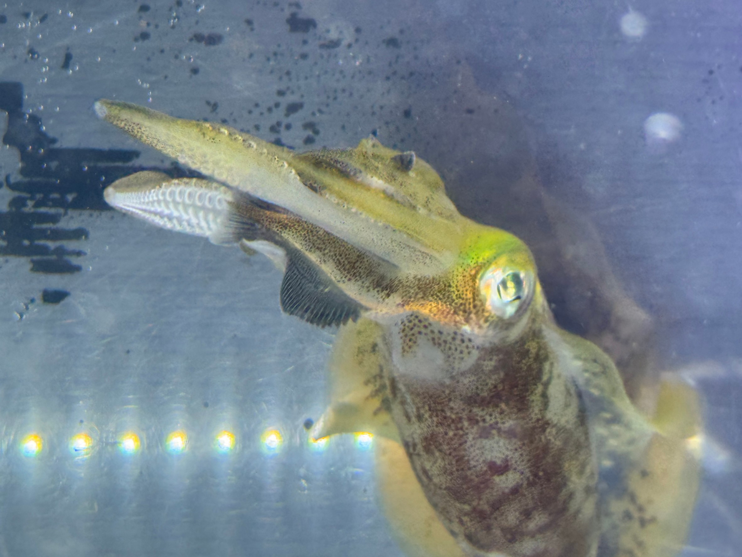 アオリイカは透明だが、時に黒くなったり、斑点模様が浮き出たり、赤身を帯びることもある。この理由と仕組み解説。釣太郎