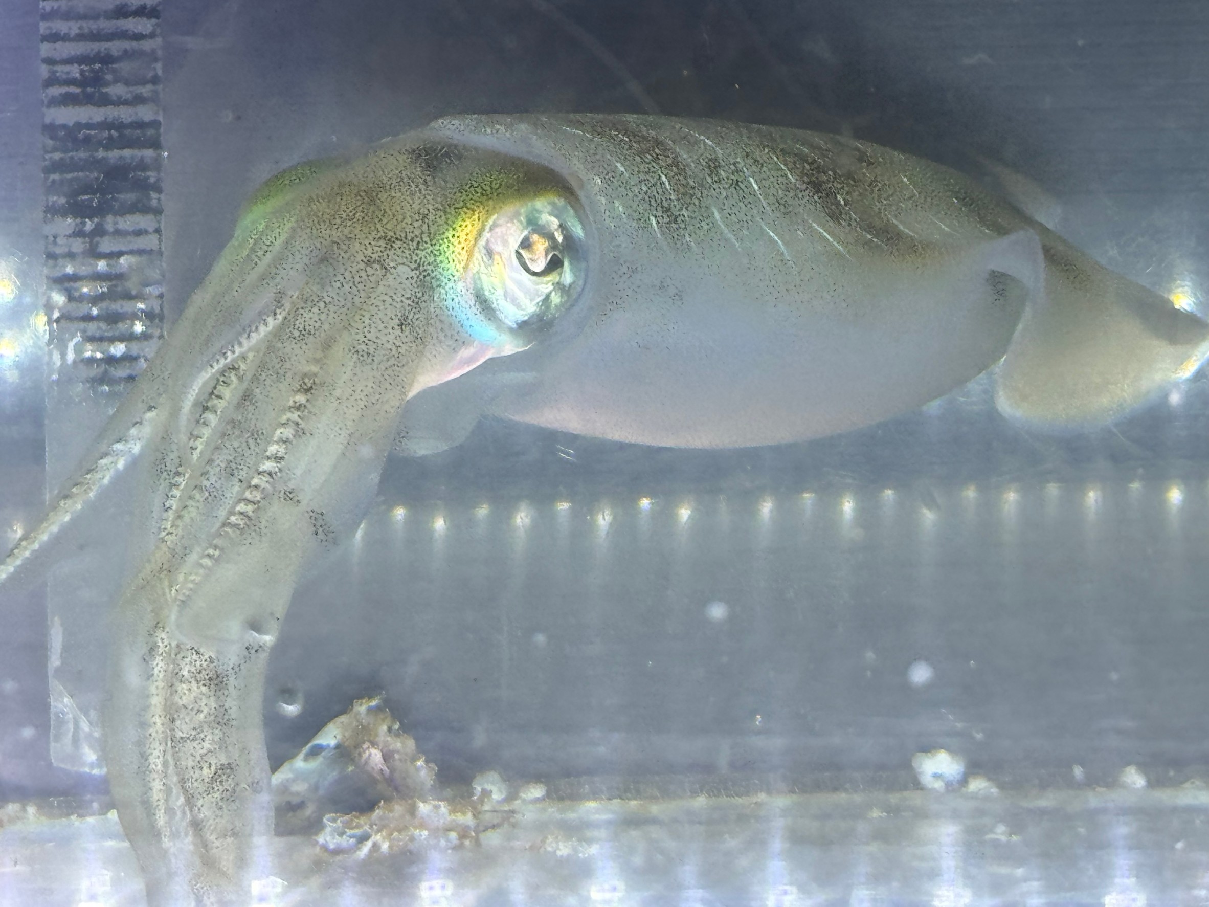 透明な体を持つアオリイカ、それはまるで深海の幽霊のようですね。クラゲ以外に、これほどまでに透明な生物はあまり見かけません。内臓まで透けて見えるその姿は、神秘的で、見る人を惹きつけます。釣太郎