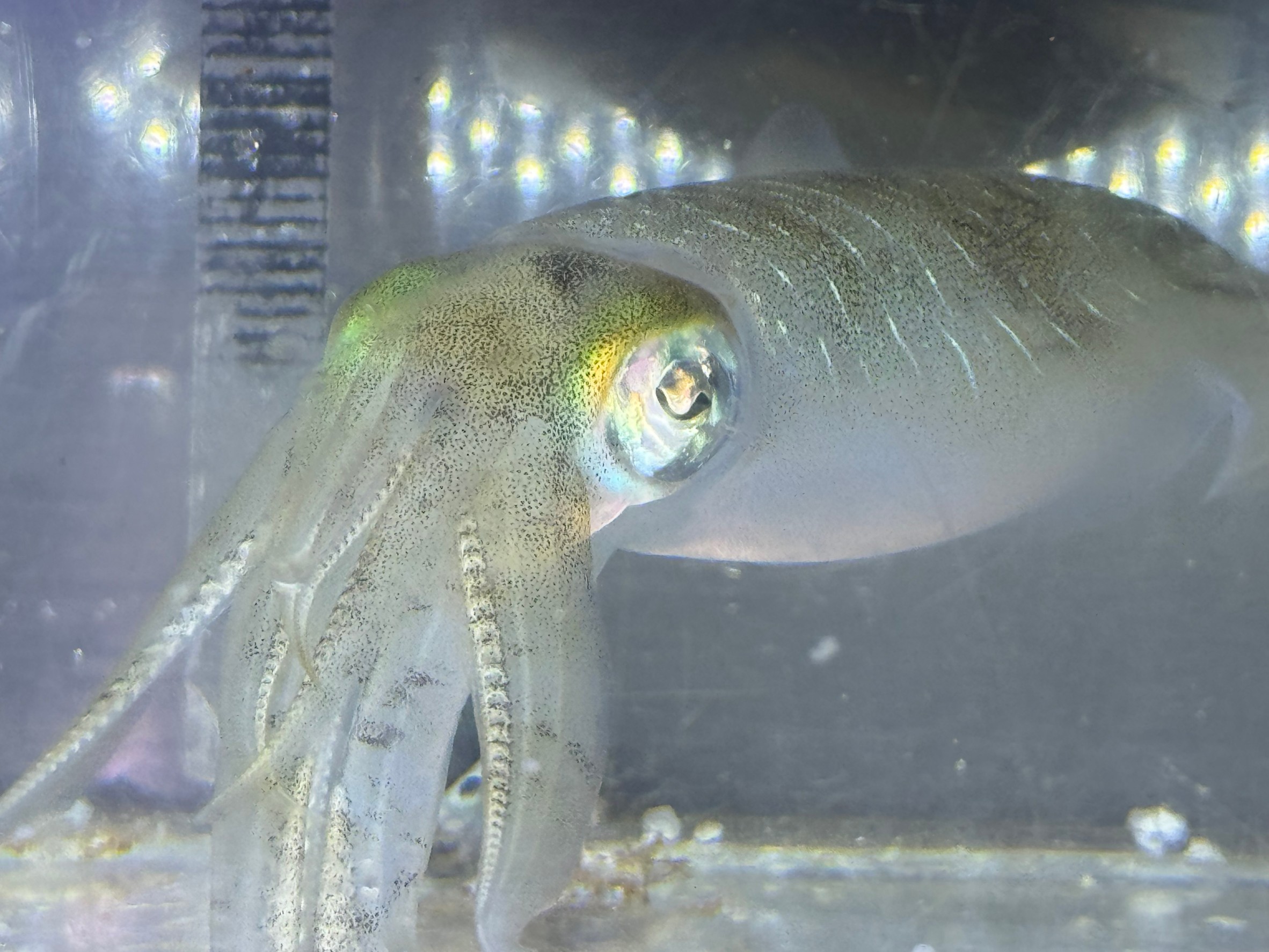 水温16度台のアオリイカ釣りについてご説明します。釣太郎