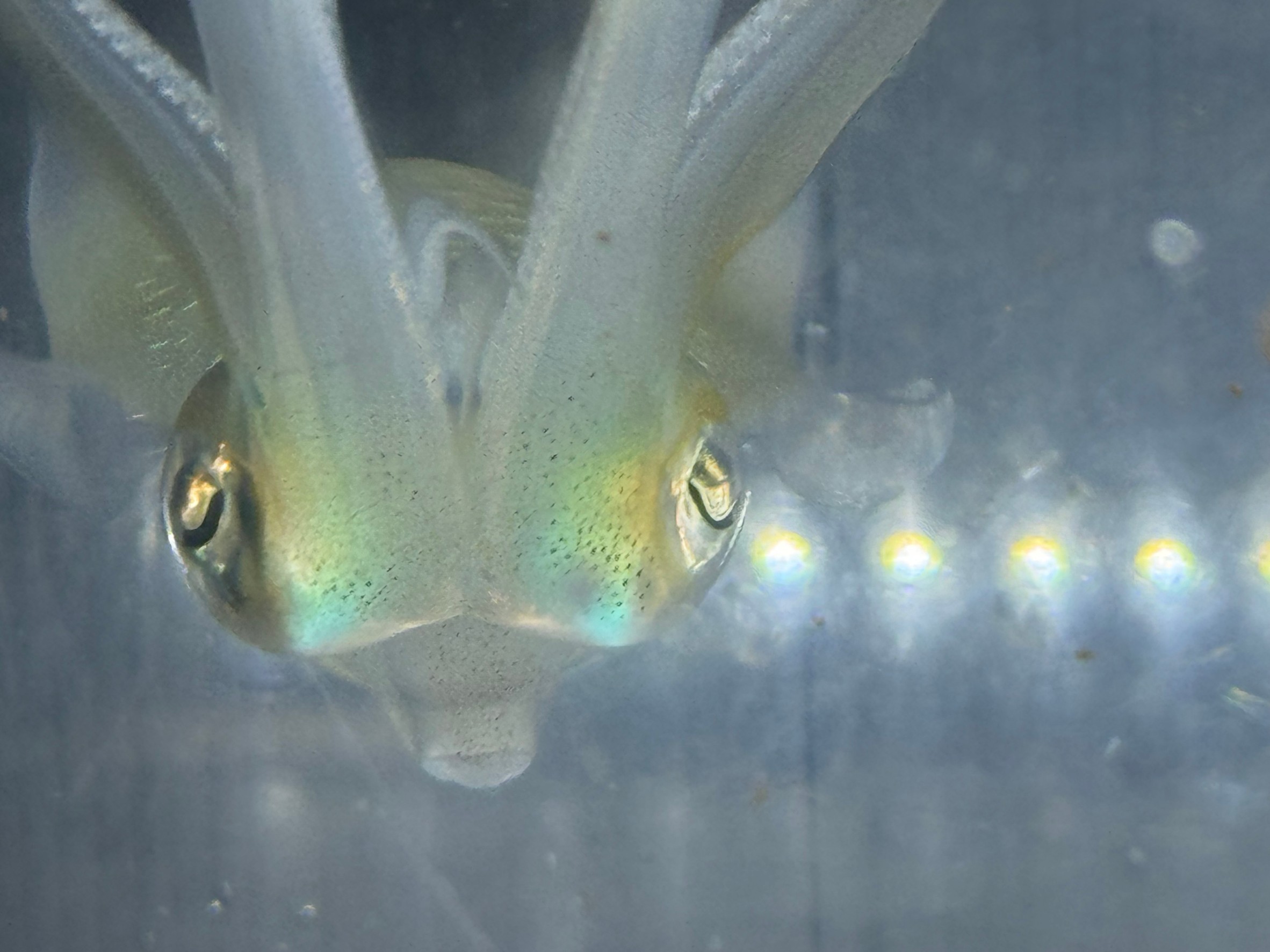 アオリイカには浮袋がない理由。釣太郎