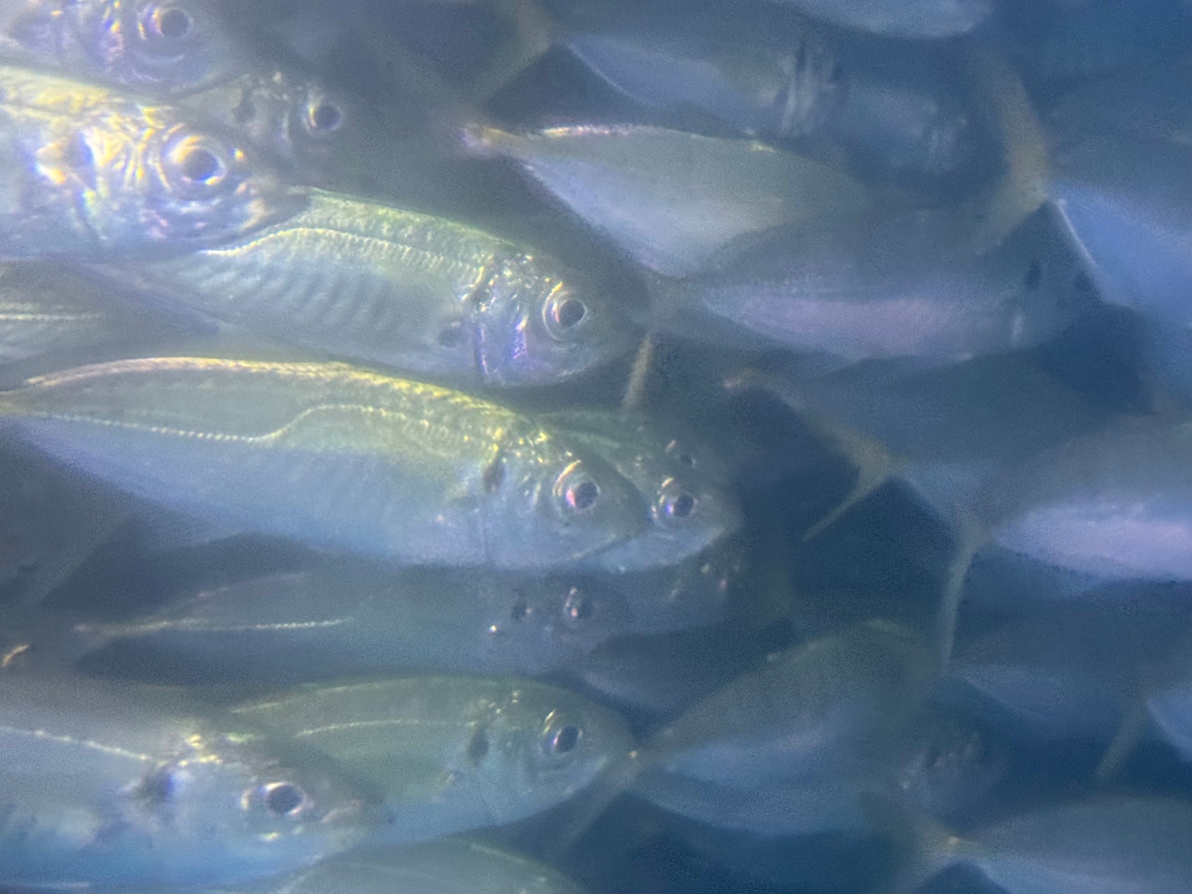 アオリイカ釣り用活アジあります。釣太郎