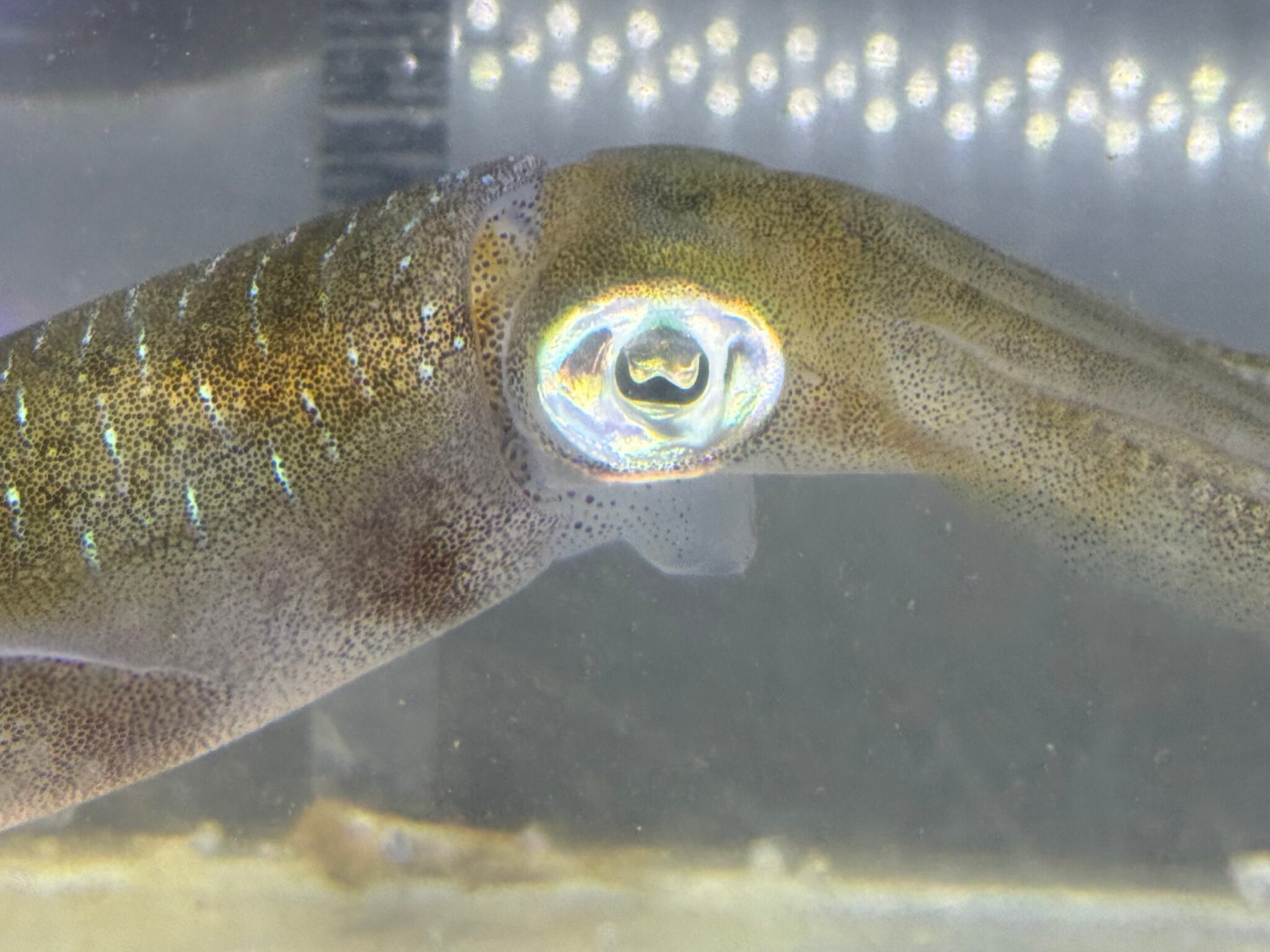 アオリイカは通常時速数キロのゆったりとした速さで泳ぐ。釣太郎