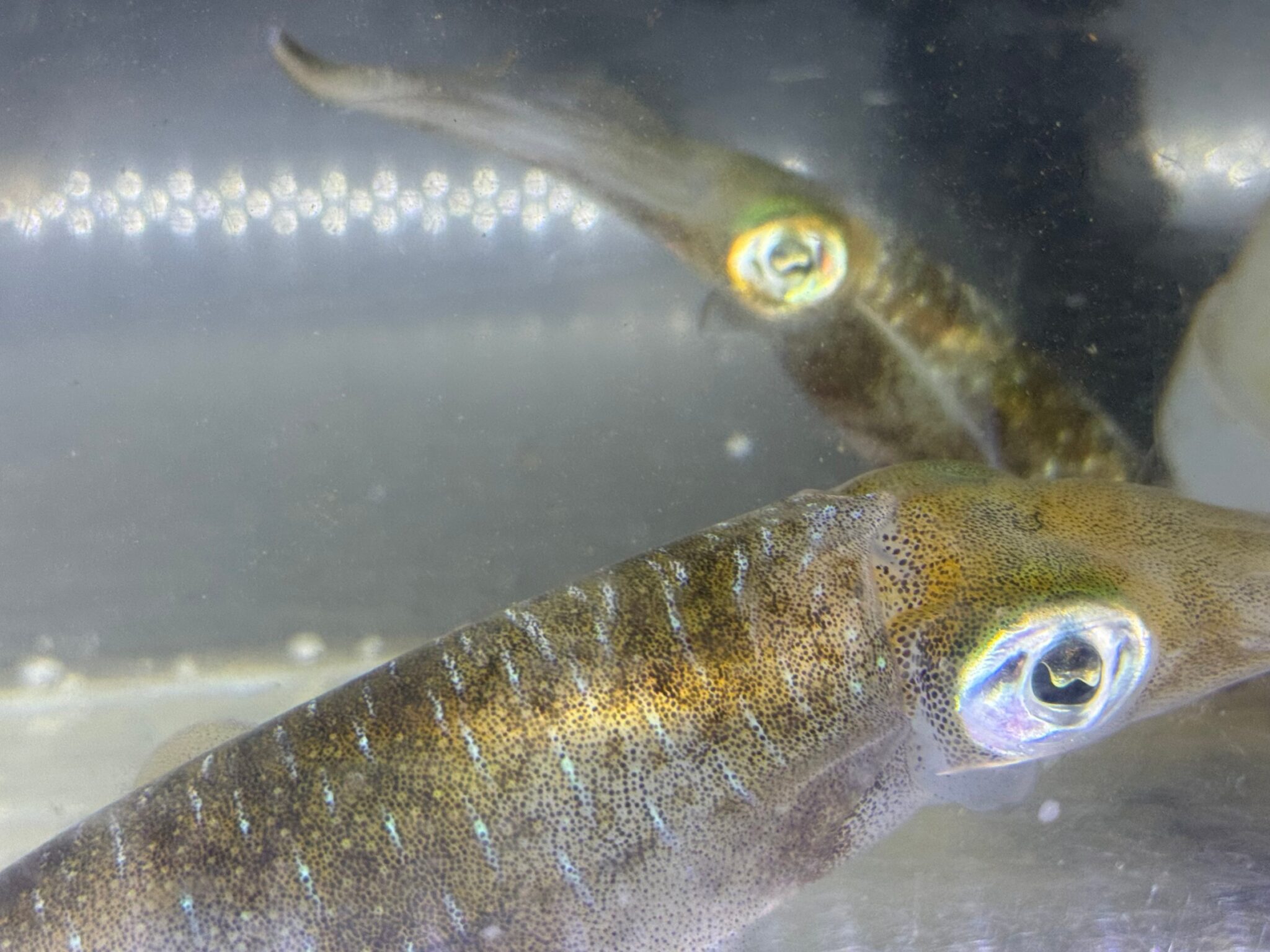 アオリイカには心臓が３つある。この理由説明。釣太郎