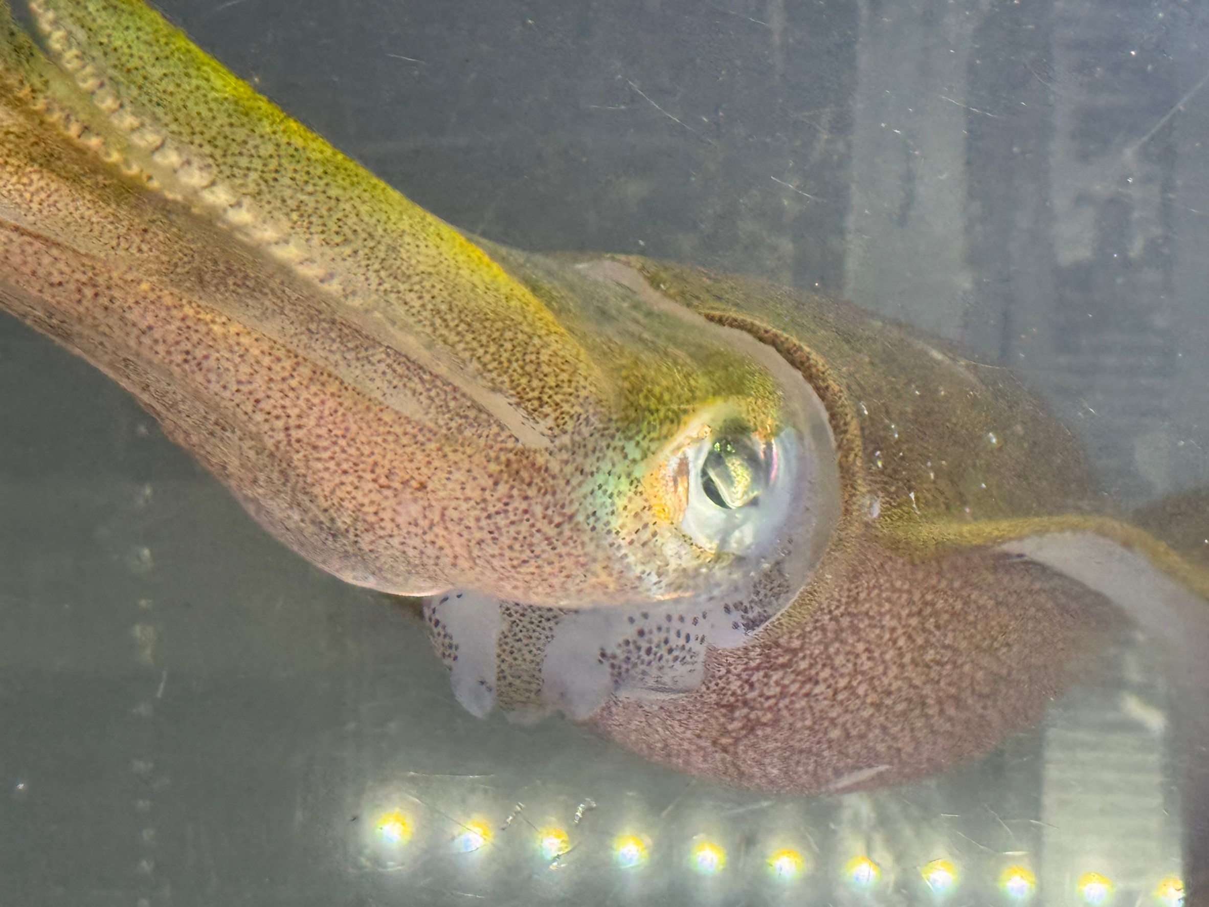 アオリイカには魚のような**浮袋（うきぶくろ）**がありません。釣太郎