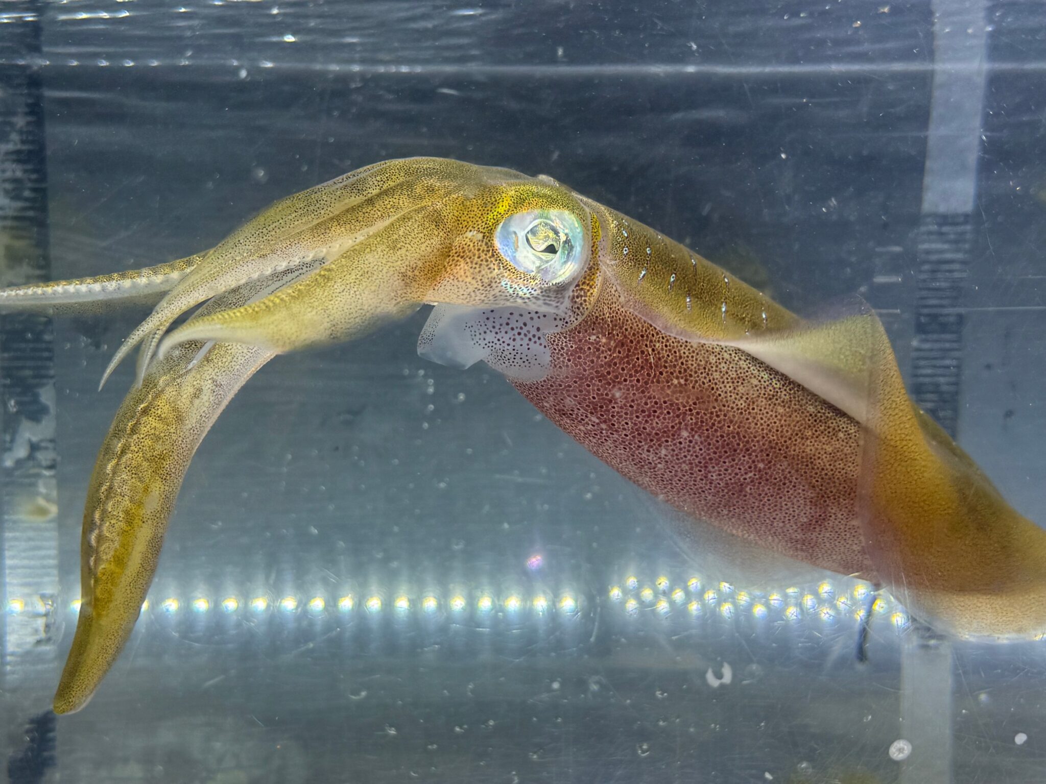 エギングは1箇所10～15投、範囲は10～20メートル程度。 扇状に探り、アオリイカの反応がなければ20～30メートル移動。釣太郎